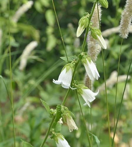 Weiße Kaukasus-Glockenblume - Campanula alliariifolia - lebende Gartenpflanze aus den Baumschulen