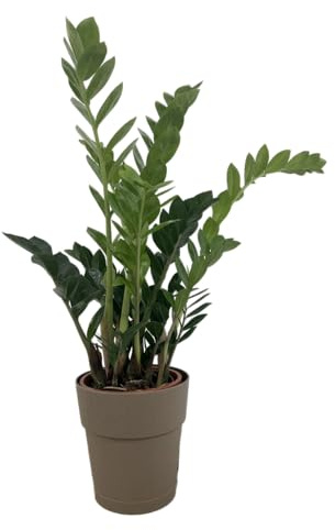 Zamioculcas Zamiifolia - Pianta Vera da Interno 60 cm - Vaso 17 cm - Resistente e Purificatrice d’Aria (Beige)