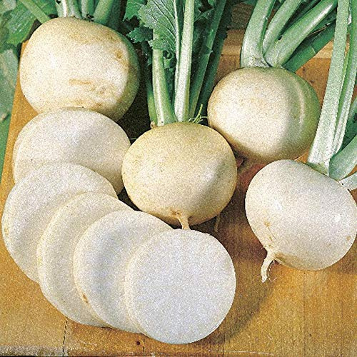 White Lady F1 Hybrid Turnip Seeds - Extra-Fancy Type is Excellent(100 - Seeds)