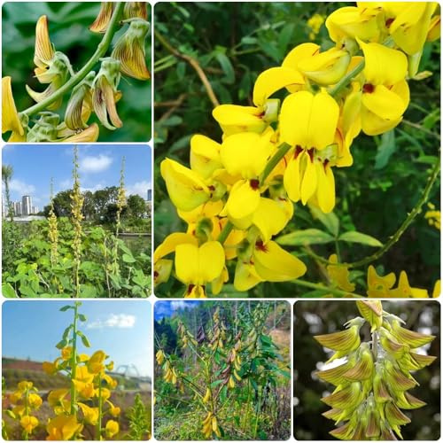 Semi di Crotalaria pallida, da giardino roccioso resistenti Crotalaria cunninghamii, semi esotici semi per aiuole rialzate giardino 150pcs