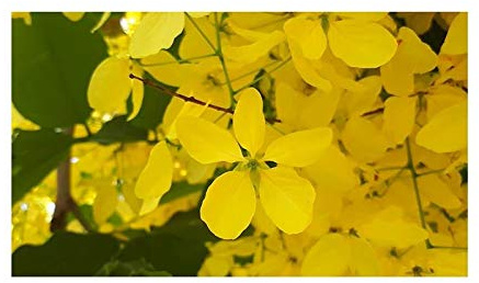 Stk - 10x Cassia fistula Röhrenkassie Goldregen Baum Pflanzen - Samen ID76 - Seeds & Plants Shop by Ipsa