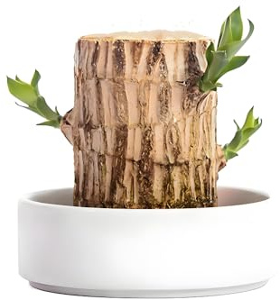 Brazilian Wood Plant,Mini Brazil Lucky Wood,with Ceramic Tray Lucky Tree,Swelling The Stage of About to Sprout,Brazilian Tree Perfect for Home,Office Desktop Decoration (Simple Style)