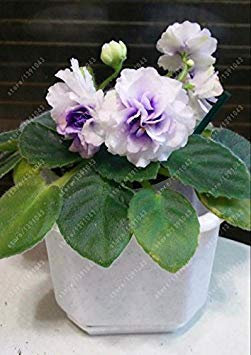 Potseed 100 Stück/Beutel Usambaraveilchen Samen, Blumensamen, Garten Blumen Violet Samen Staude Blumentopf für Hausgarten 10