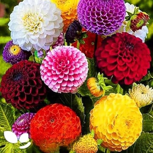 Dahlia Pompone Double Mix - 160 Seeds + Plant tag + Freebie - Dahlia pinnata variabilis - Flower