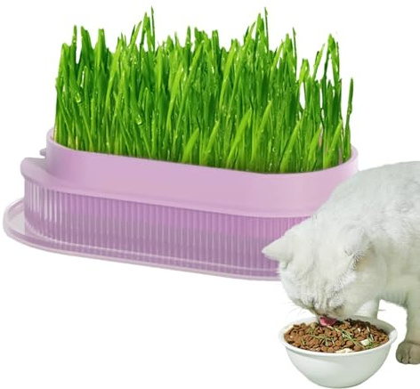 Contenedor de plantas de hierba para gatos,Maceta de hierba para gatos, Lavabo de hierba para gatos transparente, Macetero hidropónico seguro para césped de gato, lavabo transparente para gatos de int