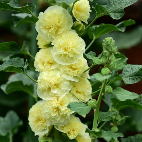 semi malvarrosa 600pcs