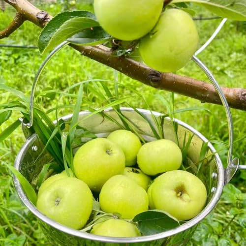 semi di melo da frutto nani, resistenti esotico frutto colonnare comprare da per giardinieri frutteto colonnari vecchie varietà serre balcone raro semi di 700pcs