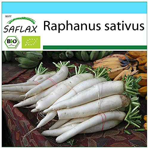 SAFLAX - Set regalo - Ecológico - Rábano - Daikon japonés - 100 semillas - Con caja regalo/envío, etiqueta para envío, tarjeta de felicitación y sustrato de cultivo - Raphanus sativus