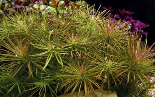 AquaOne Aquarium Pflanze Pogostemon stellatus Stängelpflanze Aquascaping | voll durchwurzelt Dekoration