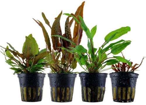 AquaOne Aquarium Pflanzen I 4x Cryptocoryne Wasserpflanzen Set I Barschbecken Aquarienpflanzen I Cryptocoryne wendtii usteriana albida I Cryptocoryne-Becken Set