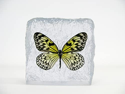 Echter wunderschöner Briefbeschwerer mit sorgfältig präparierten Schmetterling in Kunstharz gegossen. Größe 14x14x4cm, 758Gr Gewicht