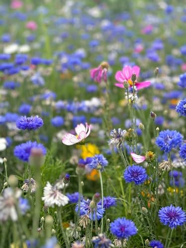 Wildlfower Seeds Mix 10 Cornflower Mix, Poppy, Cosmos, Pot Marigold 10g Seeds to 1kg (250, Grams)