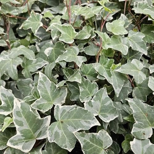 Hedera helix 'Glacier' – Weißgrüner Efeu – 10-25 cm – Ø9 cm – 20 Pflanzen – Bodendecker, Heckenpflanze & Kletterpflanze – Pflegeleicht & schnellwachsend