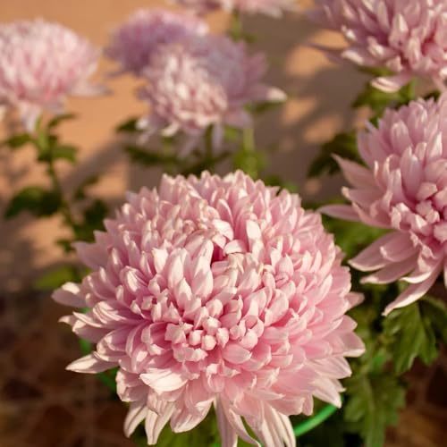 crisantemi, da giardino Vecchie varietà resistenti in vaso decorative arredamento del soggiorno recisi da balcone Giardino roccioso: 600semi