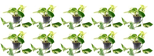 10er-Set Efeutute - echte Zimmerpflanze, Epipremnum aureum - Höhe ca. 15 cm, Topf-Ø 12 cm