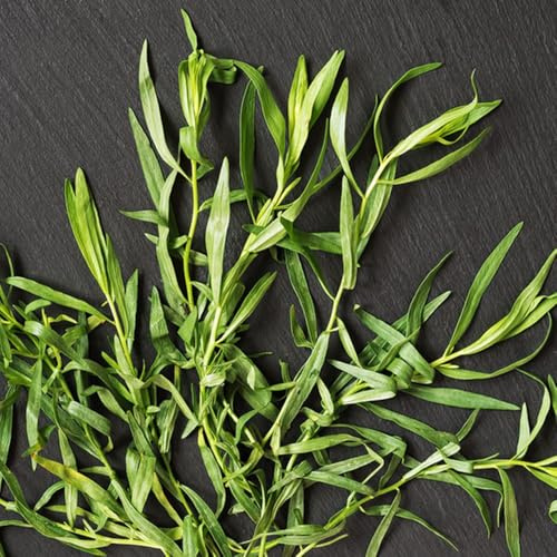 semi di dragoncello perenni resistenti dragoncello giardino, esotico semi di invernali, 400pcs
