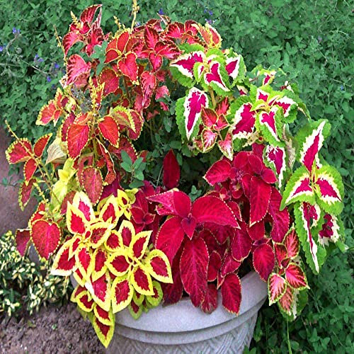 Coleus Blumei Everest Formula Mix 130 Seeds + Plant tag + Freebie - Exotic Plant