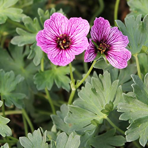 6x Aschgrauer Storchschnabel 'Laurence Flatman' - Geranium cinereum 'Laurence Flatman' - Topf 9x9cm - Polsterstaude