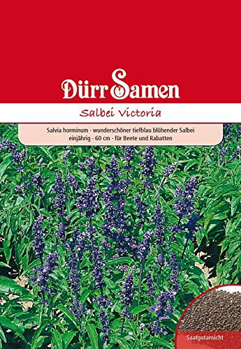 Dürr Samen 4208 Salbei Victoria (Salbeisamen)