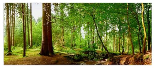wandmotiv24 Leinwandbild Bach im Wald, Natur, Grün, Bäume, Wasser 120x50cm (BxH) M1087
