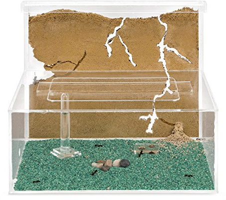 Anthouse.es - Hormiguero Natural de Arena - Kit Hormiguero Acrílico L (Sándwich + Caja de Forrajeo) - Granja de Hormigas con Colonia de Hormigas Incluida - 25x20x1 cm y 10x24 x10 cm - Transparente