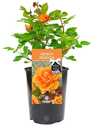Absent Friend Rose - Say Goodbye to Someone Special with a Unique Living Plant Gift