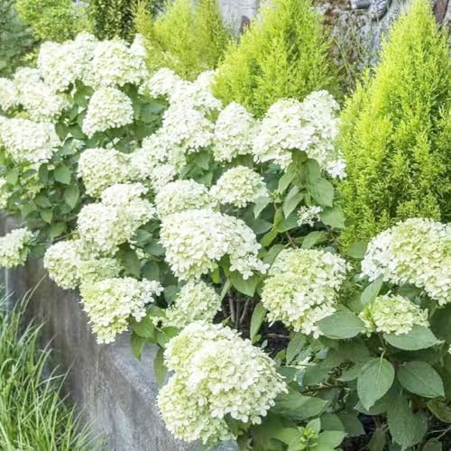 ortensia a pannocchia arbusti sempreverdi, resistenti,ti Ortensia paniculata decorazione floreale organica per balcone in vaso siepi di semi dito 220semi