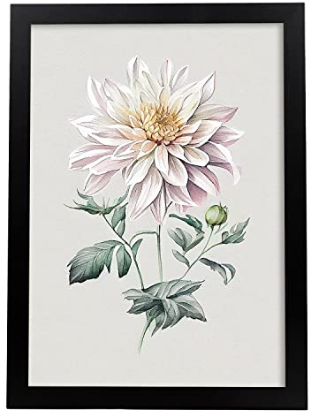 Nacnic Dahlia Affiche dans style Aquarelle Fleur Plante Botanique Minimaliste Illustration Fond Blanc Impression d'art mural pour maison de salon Design d'intérieur Modèle 2 A4 avec cadre noir