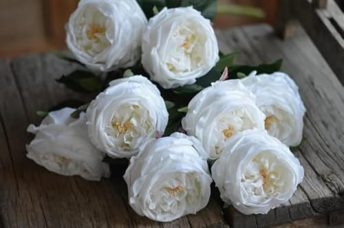 Angel Isabella Pack of 6-17 Premium Real touch English Austin Cabbage Rose Stem (White)
