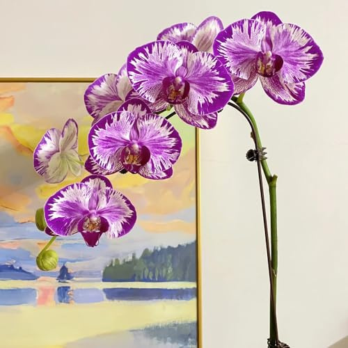 200 piezas Orquídeas de semillas Plantas de jardín, jardín decorativo. Decoración de jardín, maceta. plantas de jardín, plantas de balcón flores, plantas en macetas resistentes fácil