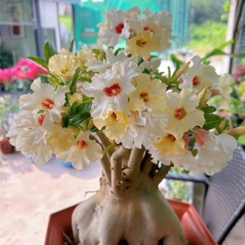 Adenium obesum bulbi,Piante perenni,Rosa del Deserto pianta vera,resistenti,Adenium obesum pianta,Tagliare,bulbi rosa del deserto(Non artificiali)- 4bulbi-G