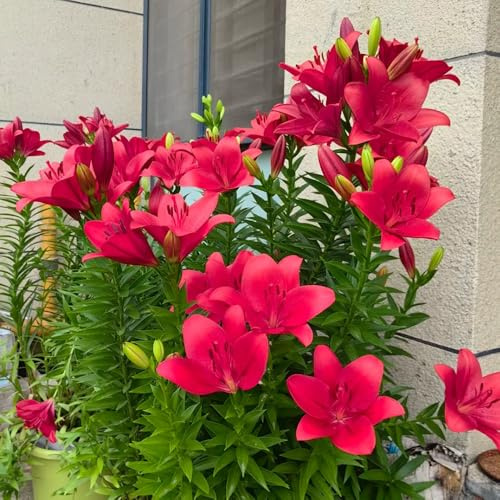 bulbi di giglio, perenni resistenti - giardino balcone esterno 3pcs