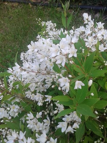 Vivaio Garden Forest Deutzia Gracilis Vaso 20 – Arbusto Ornamentale Giapponese a Fioritura Bianca, Pianta da Giardino Rustica e Decorativa