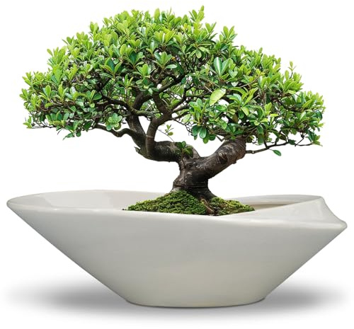 EPFamily Bonsai-Pflanztopf aus Keramik mit Ablaufloch, glasiert, großer Pflanztopf für Sukkulenten, Pflanzgefäß für Innen- und Außenpflanzen, 45,7 cm, Grau