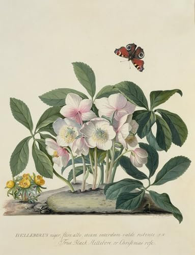 SERENDIPITP Image sur Toile Art Imprimé Image Art Mural en Toile Hellébore noir de Georg Dionysius Ehret Impression Peinture Pour les Décorations pour la Maison 60x90cm
