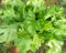 seedsown Germination Les graines: 500 - Graines: Old Fashioned Feuilles de Moutarde - Pas de goût Verts !!! Livraison Gratuite!!!!