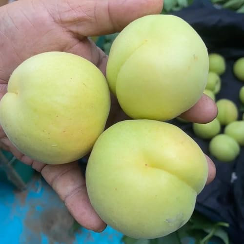 20 piezas Semillas de albaricoquero fruta columnar resistente Semillas de albaricoquero resistente estándar árboles frutales semillas de frutas árboles frutales, frutales columnares