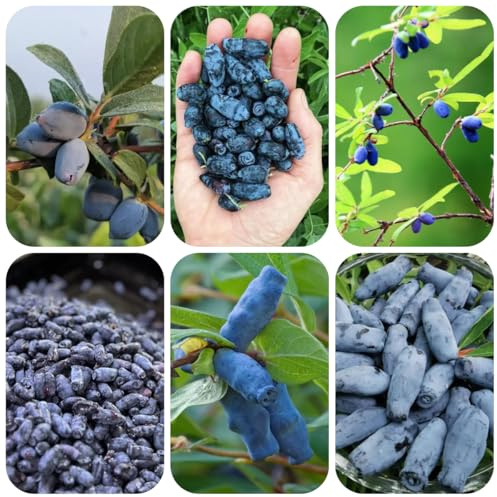 Semi di mirtillo siberiano di sapote, resistenti, interno giardino resistenti perenni da appartamento 45pcs