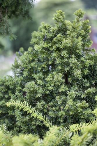 Taxus baccata 'Golden Crown' 25–30 cm – Winterhart, Immergrün, Pflegeleicht – Eibe – Heckenpflanze für Garten & Sichtschutz sowie Kübel