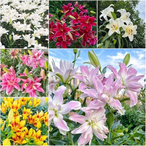 lilien - pflanzenkübel deko balkonblumen zimmerpflanzen exotische garden blumenzwiebeln mehrjährig winterhart garten lilien blumendeko bonsai - 10zwiebeln