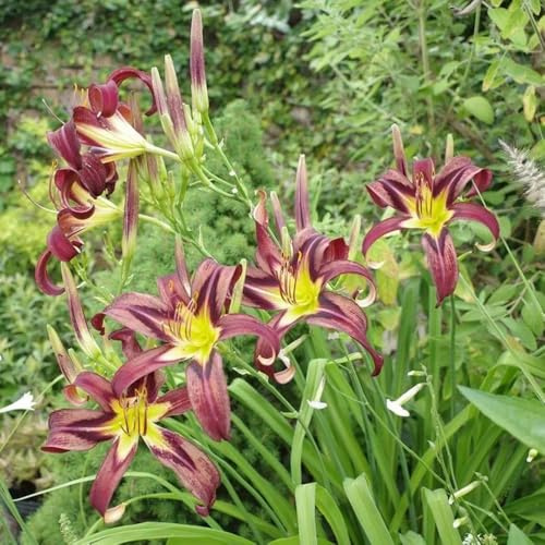 Semi di daylily, Hemerocallis fulva, resistenti per il giardino perenni agli emerocallidi, roccioso esotici 20pcs