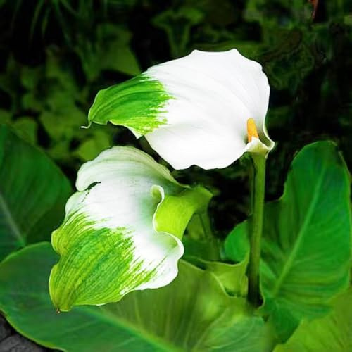 bulbi di calla - Zantedeschia aethiopica - raro giardino sul balcone in vaso arredamento del soggiorno interno 5pcs