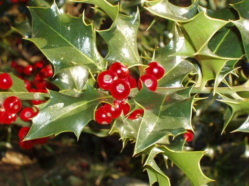 20 Samen - English Holly, Ilex aquifolium, Baum Samen (Auffällige Evergreen, Hecke)