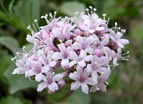 150 Semi di Valeriana Officinale - pianta medicinale- sementi contadine riproducibili - SemiWild