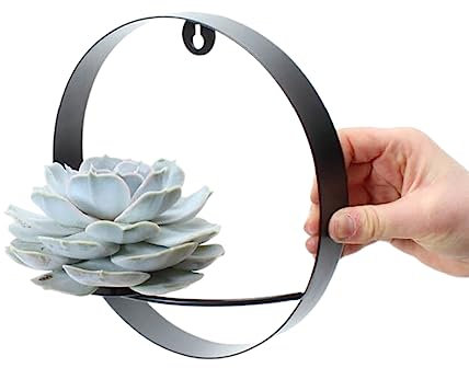 ROOTLESS by Aloe Demi | echte Sukkulent lilac auf Wanddeko Metall Ø20 cm | Echeveria Lilacina Ø12-14 cm - 5 cm | echte Sukkulent Pflanzen | Succulenten | Kakteen | Sukkulent | Kaktus