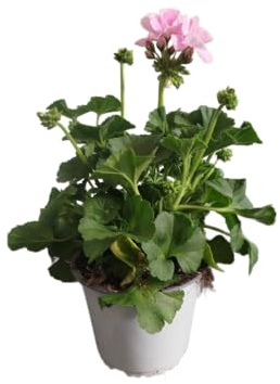 Geranio Rosa en Maceta DECOALIVE – Planta Natural con Flores Vibrantes – Perfecta para Balcones