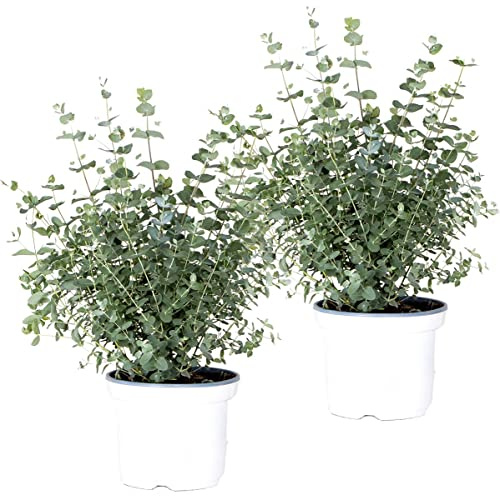 Bloomique - 2er-Set - Eucalyptus gunnii - Gummibaum - Strauch - Immergrün - Topf 17 cm - Höhe 40-50 cm