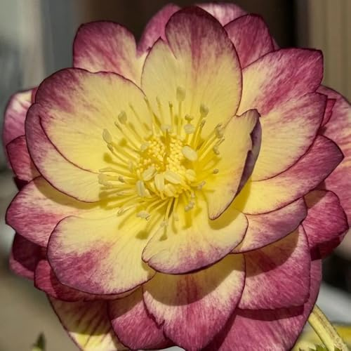 Semillas de rosa de Navidad - exterior rosa navideña resistente balcón primavera orgánicas para jardín perennes 300pcs