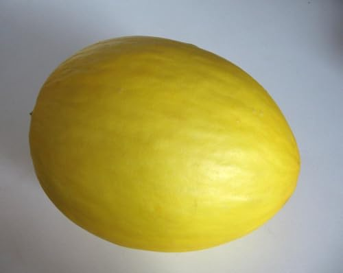 30 semillas de Melón Amarillo (Cucumis melo) - Variedad Dulce y Aromática - Alto Rendimiento - Cultivo Fácil y Productivo