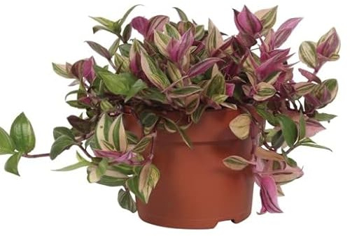 Tradescantia Zebrina Planta Natural Originaria del Continente Americano